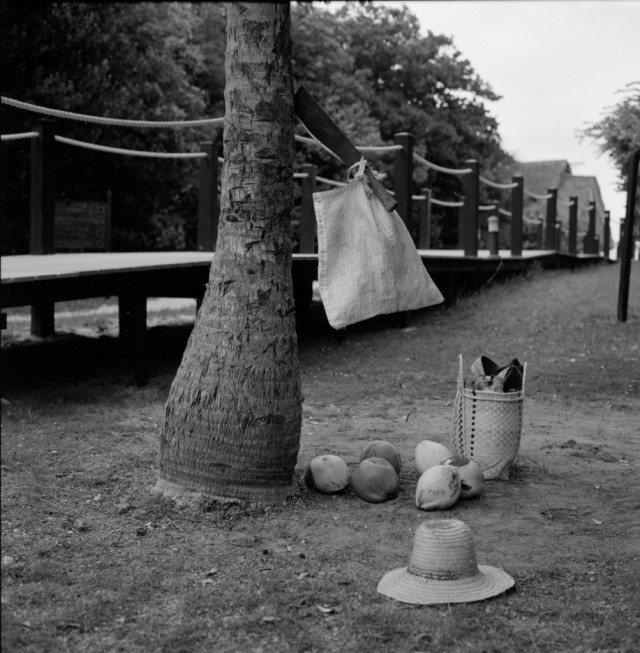 Photo: Fancy a drink? Fresh coconut milk averrable a short walk from the beach.