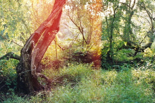 Photo: Canon AE-1, film kodak 400 UC